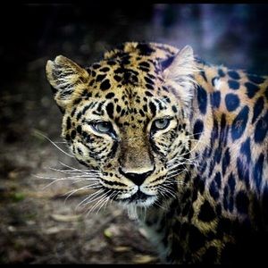 Meet your Posher, Jeanine